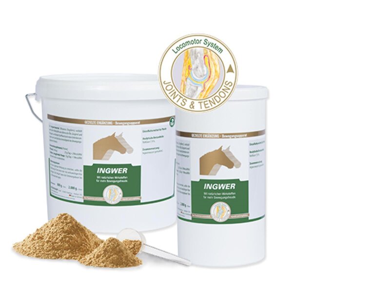 DARM PRO Ergänzungsfuttermittel Für Pferde – 1,5 Kg Pulver Für Gesunde Darmflora & Wohlbefinden